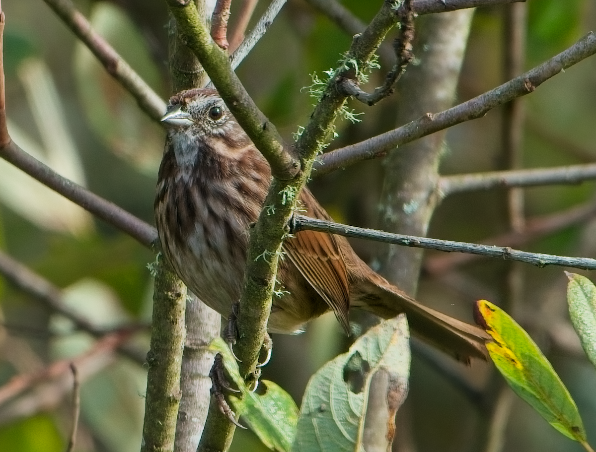 sangspurv - ML646037262