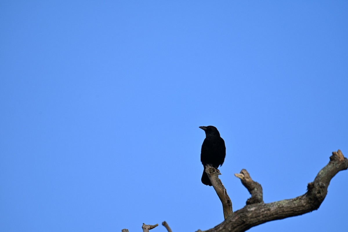 Carrion Crow - ML646037270