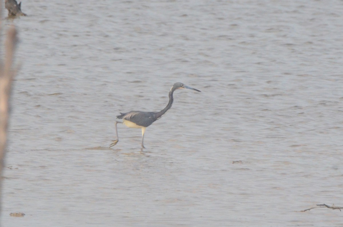 Tricolored Heron - ML646037272