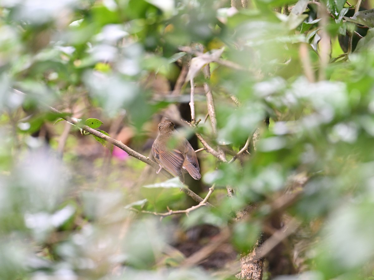 Snowy-browed Flycatcher - ML646037279