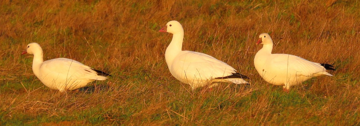 Ross's Goose - ML646037280