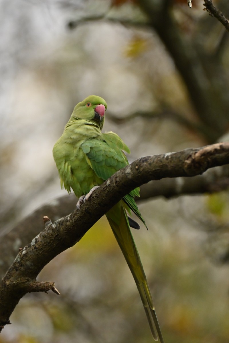 Rose-ringed Parakeet - ML646037282