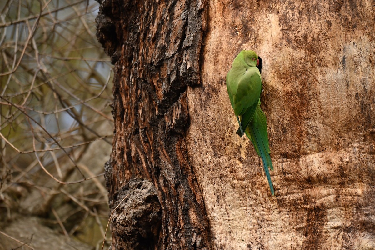 Rose-ringed Parakeet - ML646037284