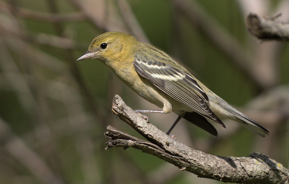 lesňáček kaštanový - ML646037286