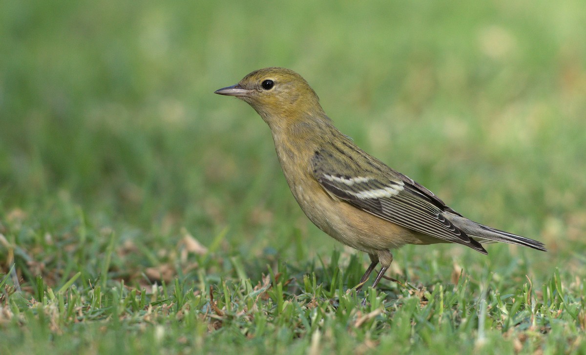 lesňáček kaštanový - ML646037297