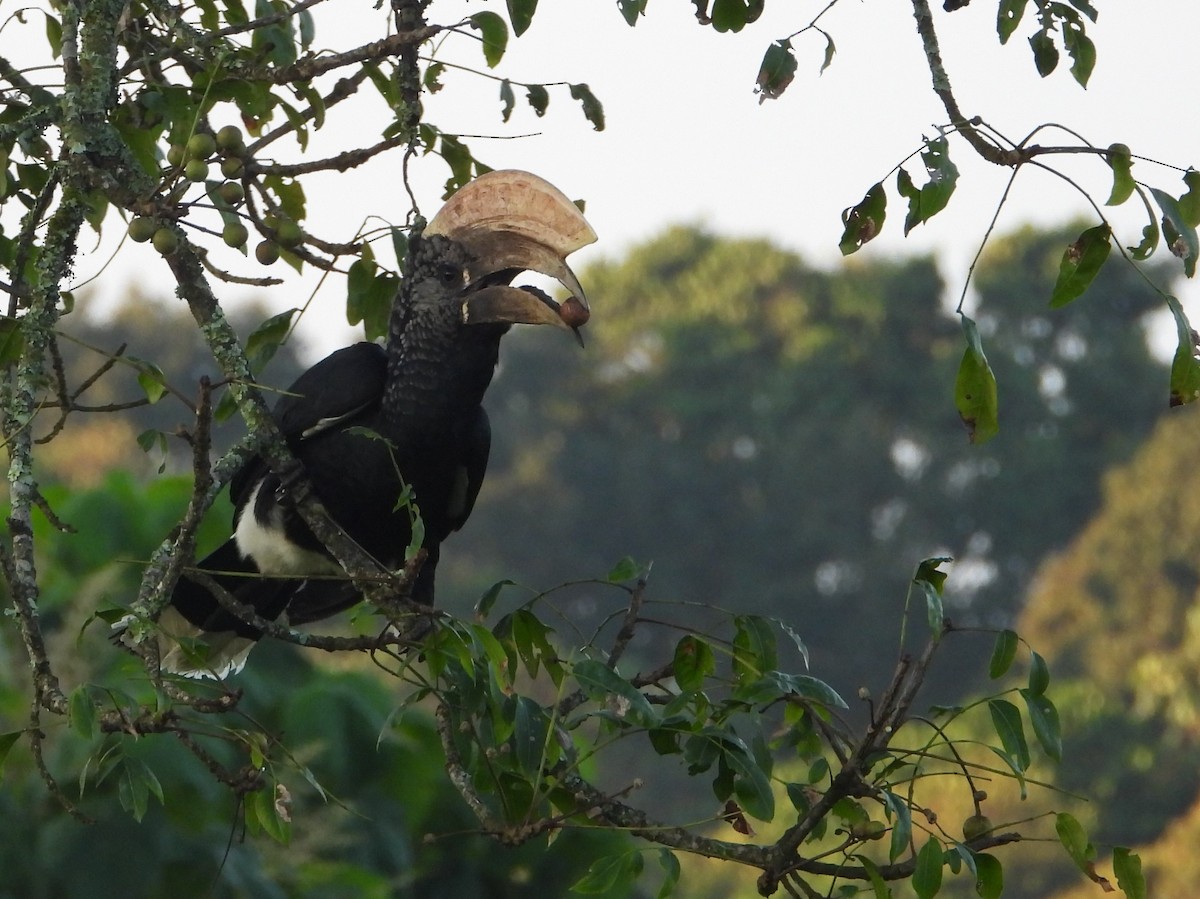 Silvery-cheeked Hornbill - ML646037298