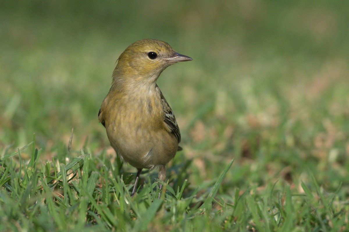 lesňáček kaštanový - ML646037307