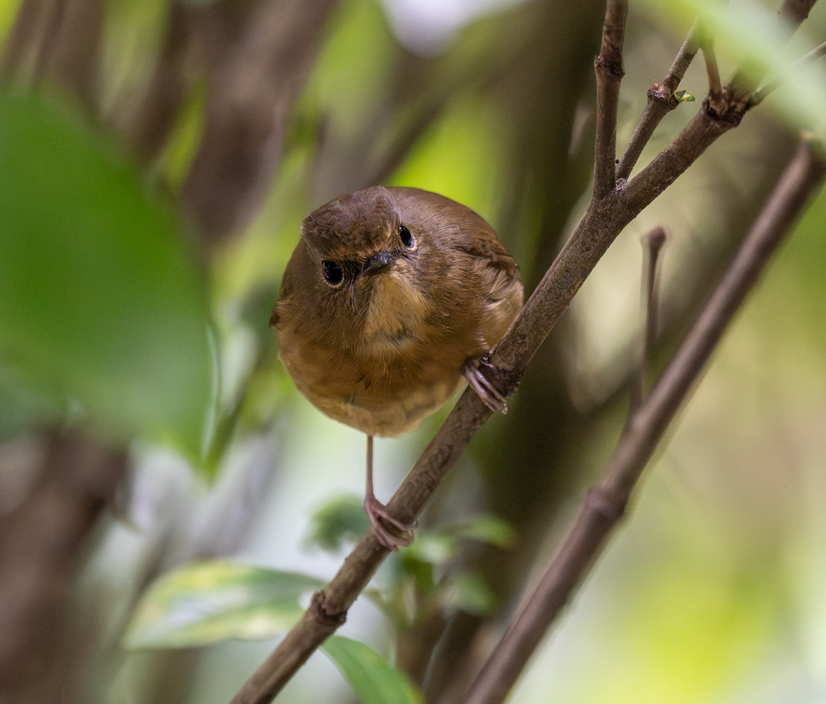 Snowy-browed Flycatcher - ML646037308