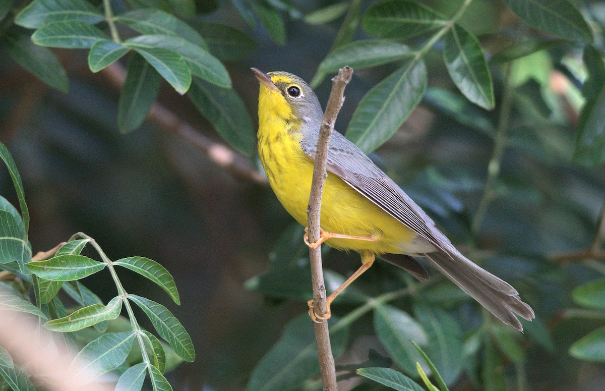 lesňáček kanadský - ML646037317