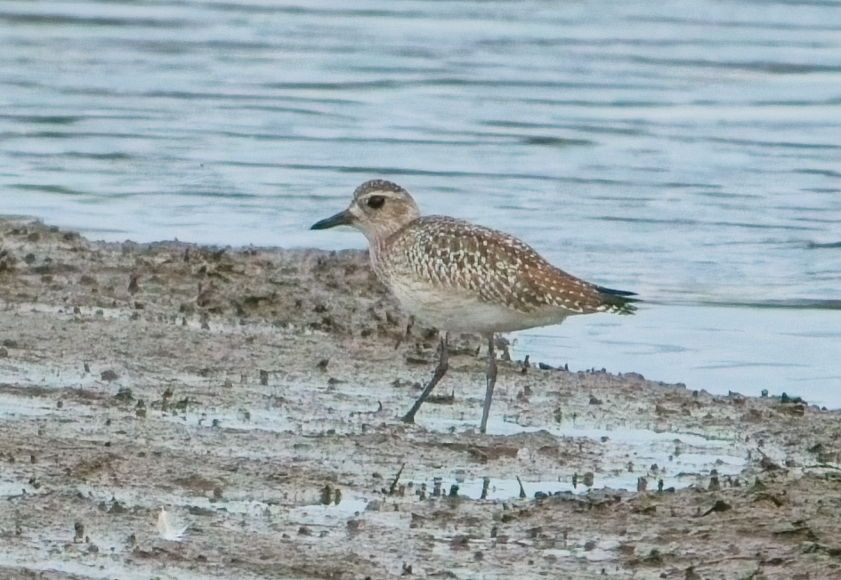 חופזי מנומר - ML646037320