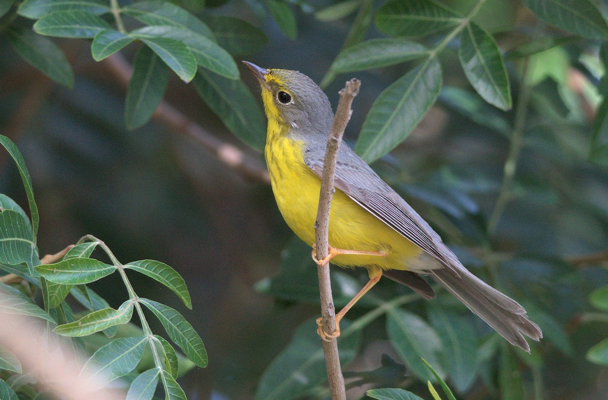 lesňáček kanadský - ML646037321