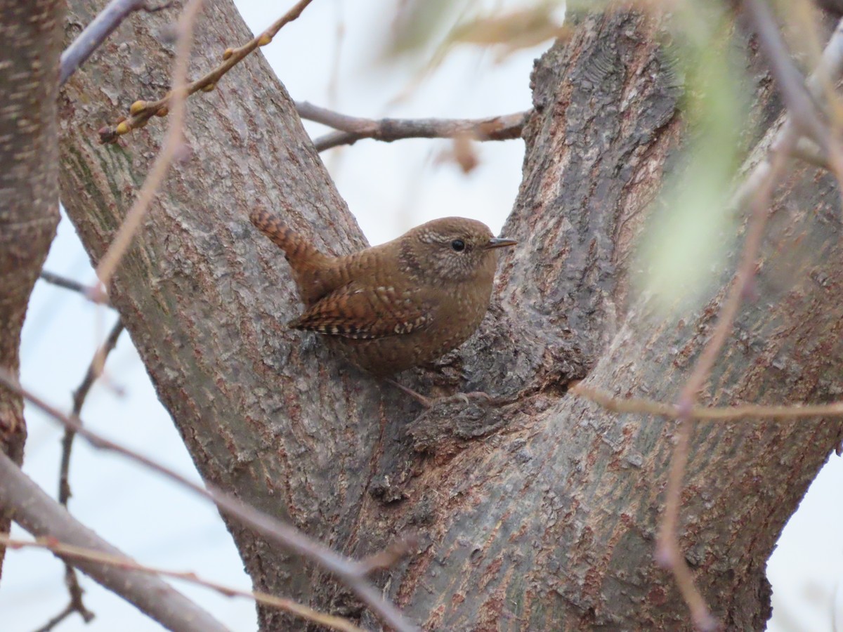 鷦鷯 - ML646037323