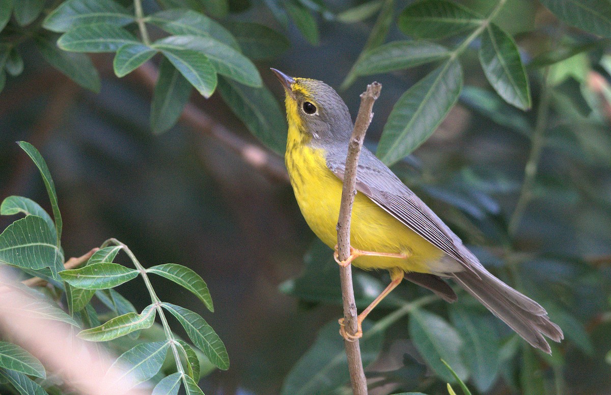 lesňáček kanadský - ML646037326