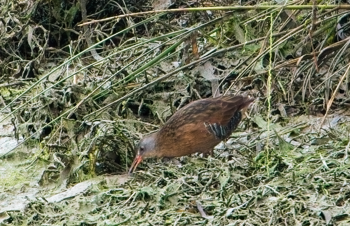 Virginia Rail - ML646037327