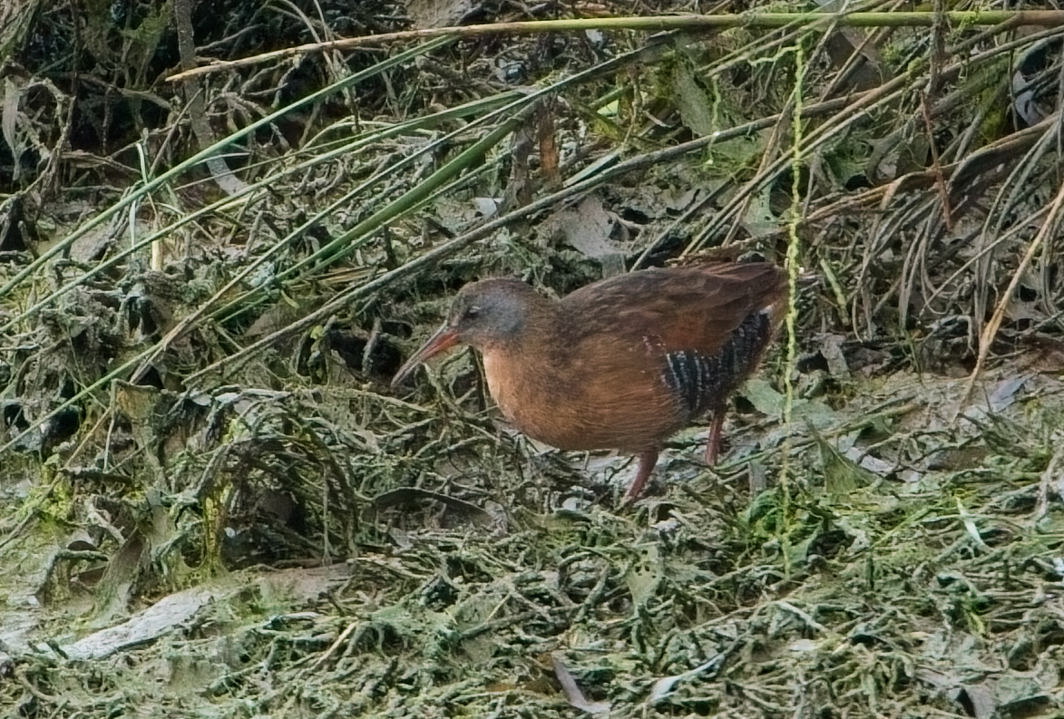 Virginia Rail - ML646037328
