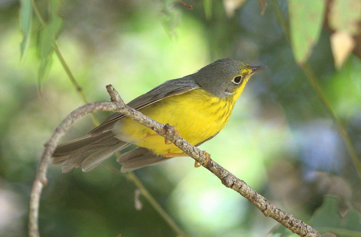 Канадская вильсония - ML646037329