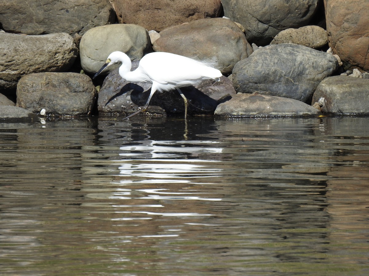 小白鷺 - ML646037331
