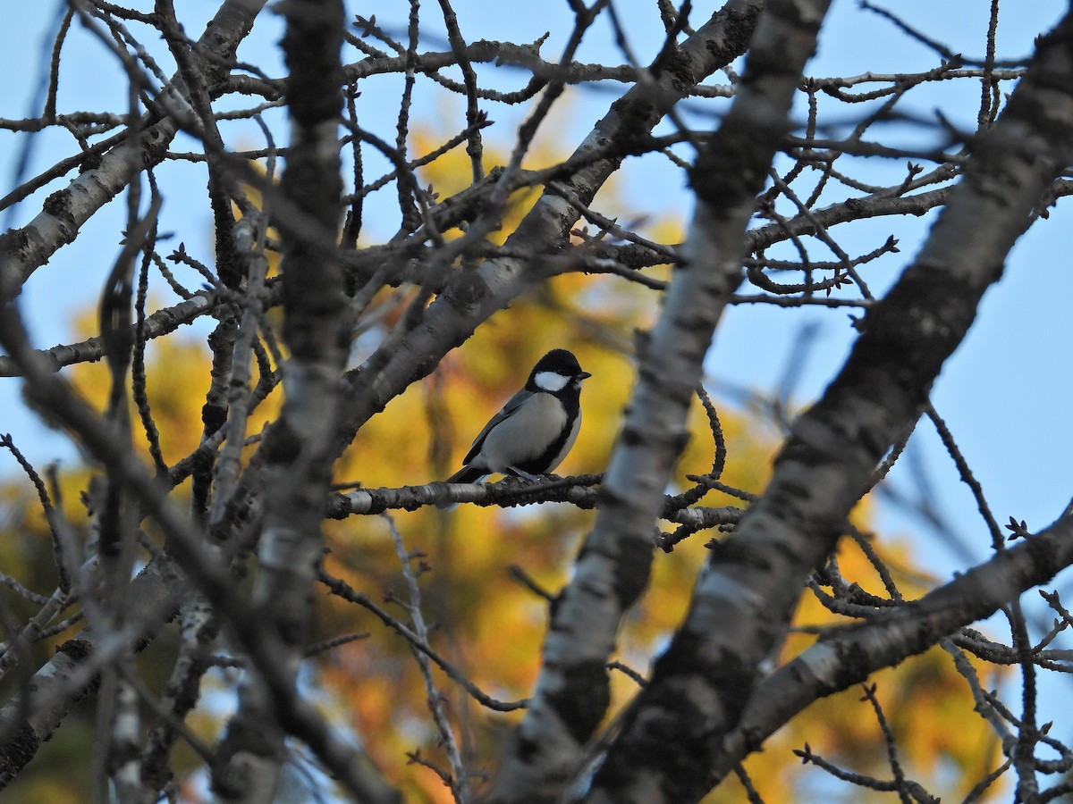 白頰山雀(minor群) - ML646037339