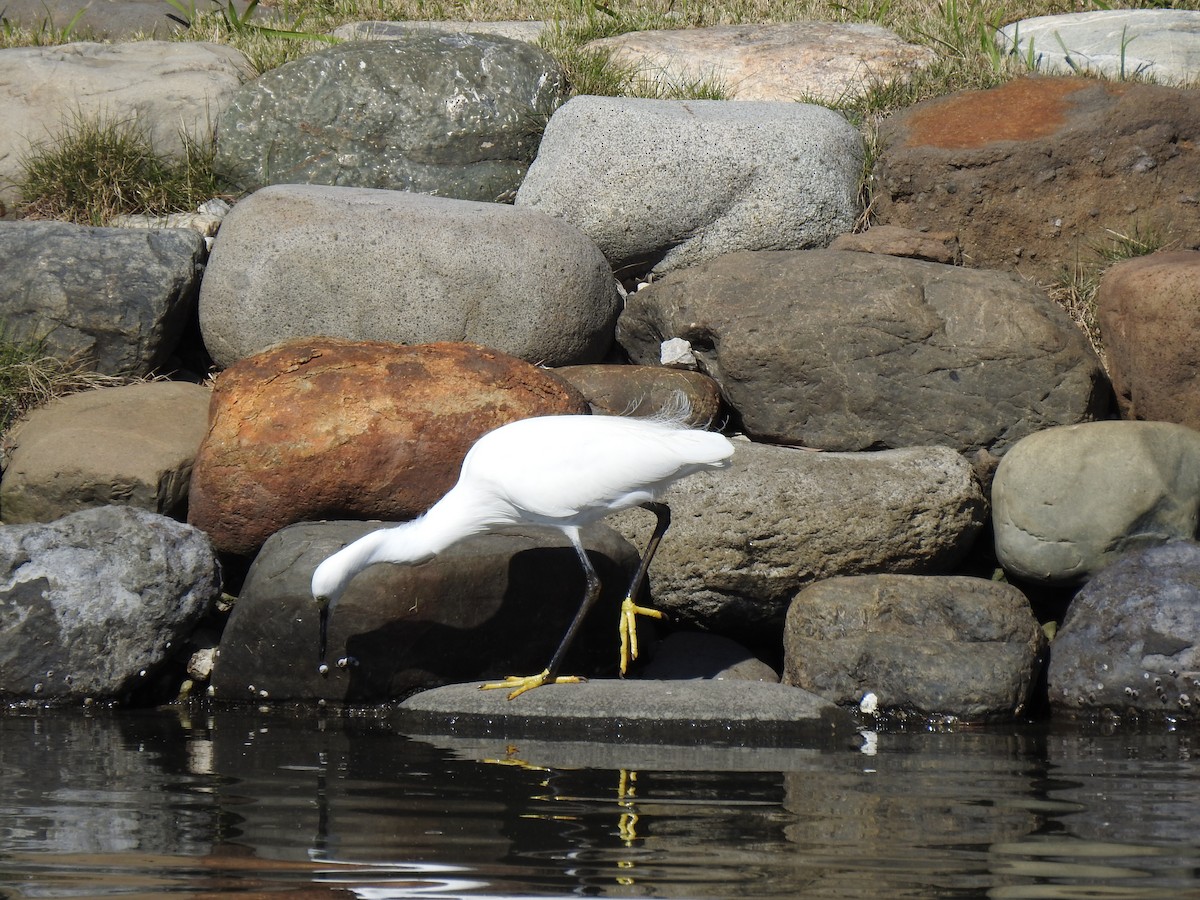 小白鷺 - ML646037340