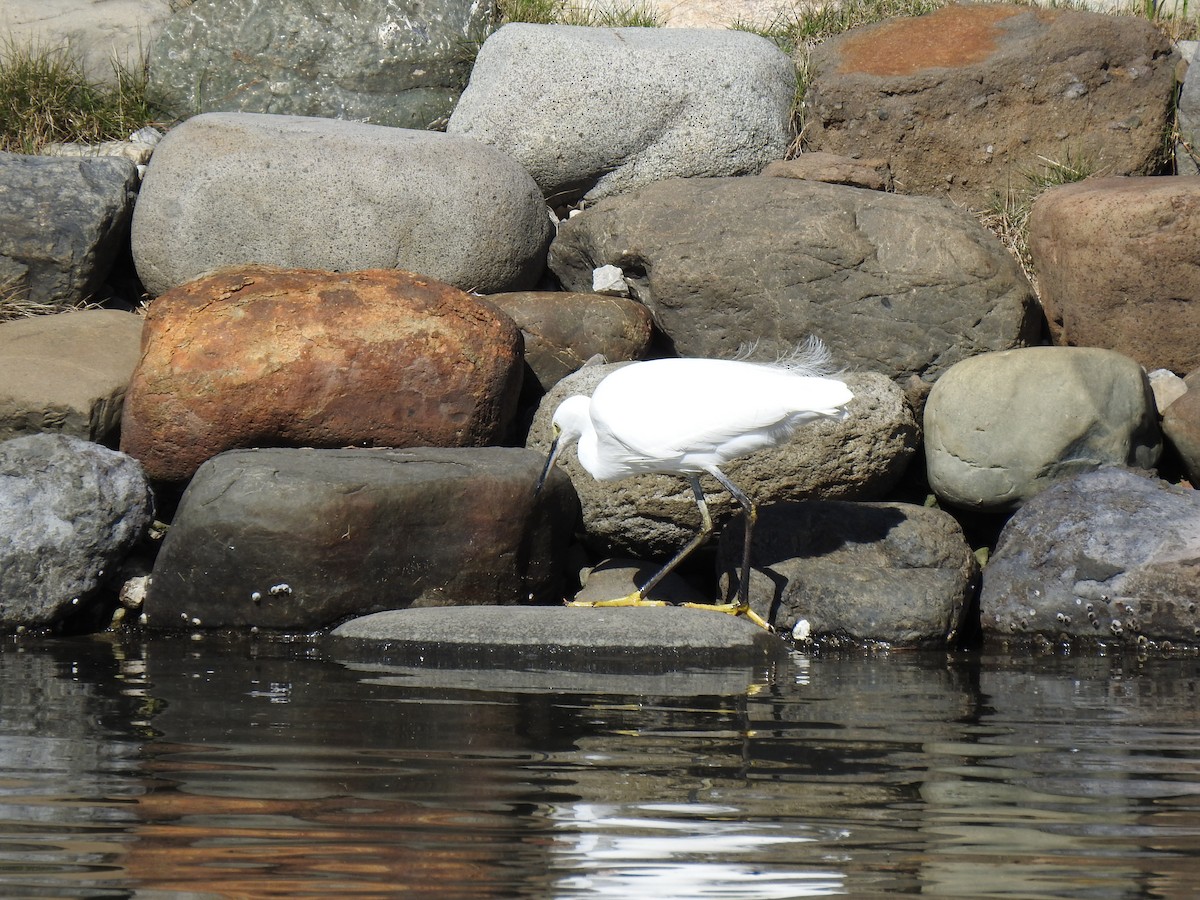 小白鷺 - ML646037341