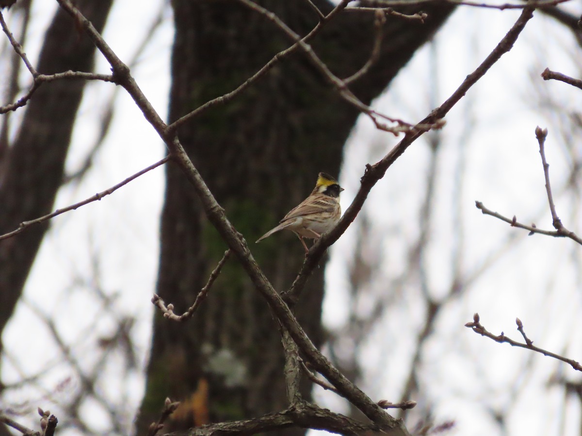 黃喉鵐 - ML646037342