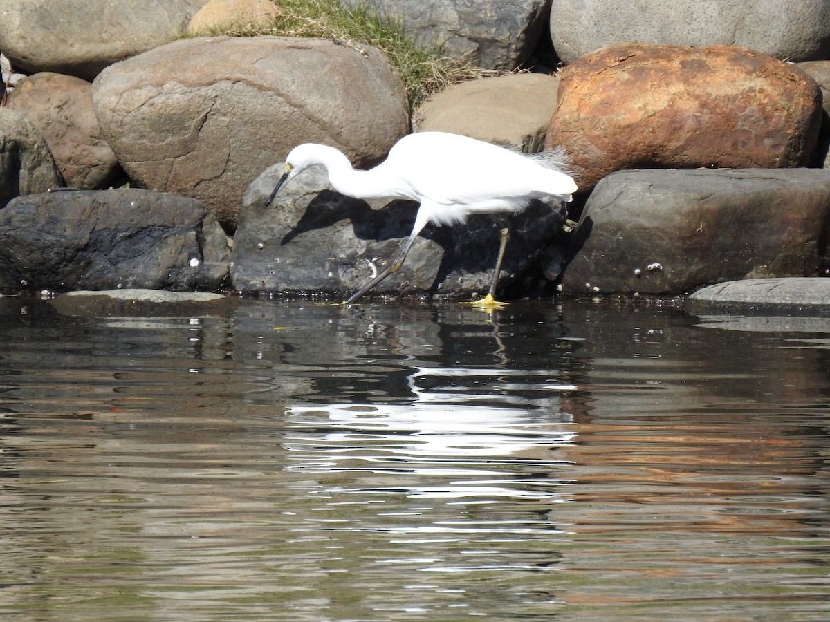 小白鷺 - ML646037344