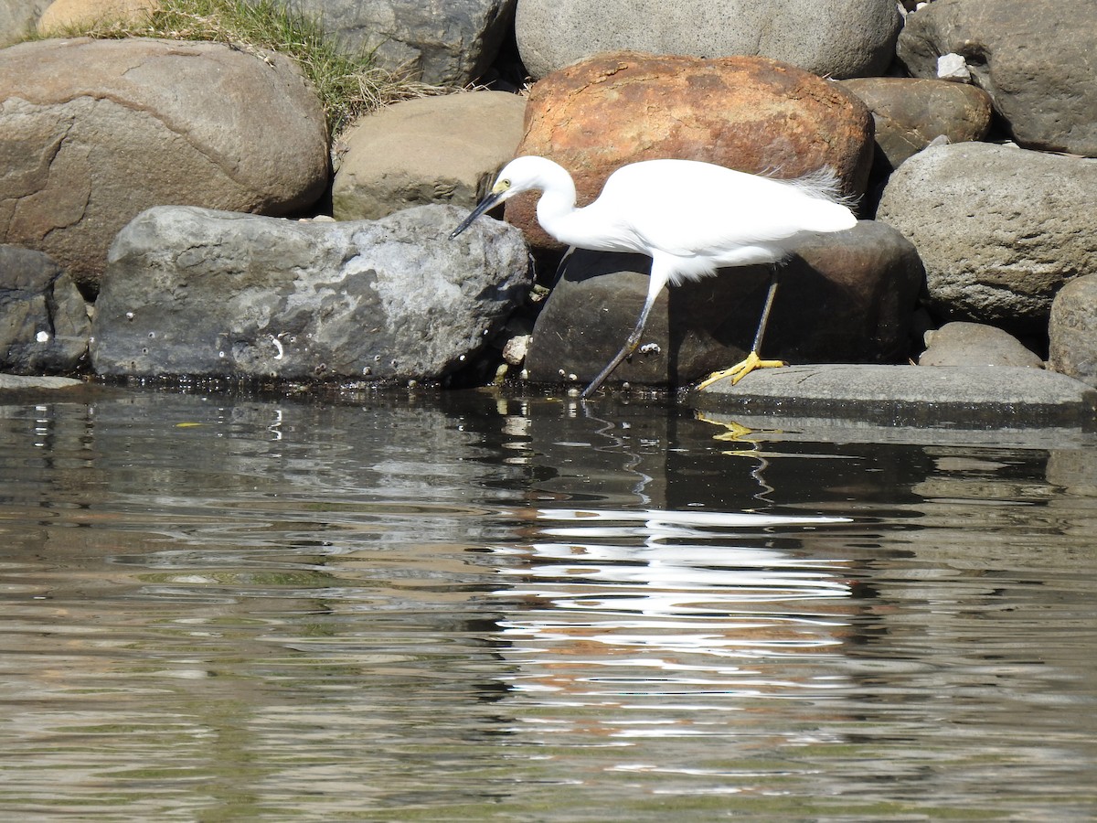 小白鷺 - ML646037345