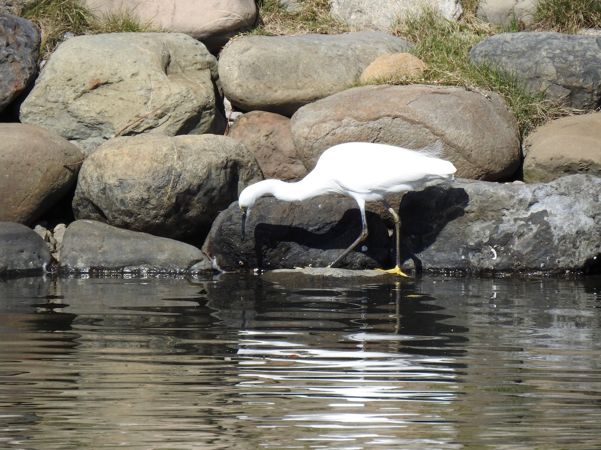 小白鷺 - ML646037346