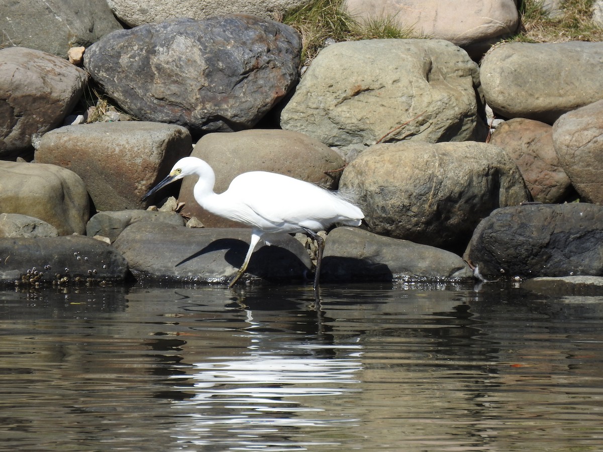 小白鷺 - ML646037347