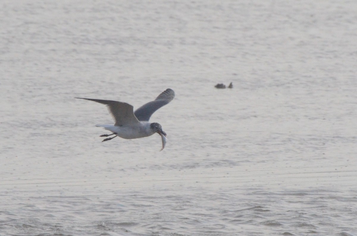 笑鷗 - ML646037348