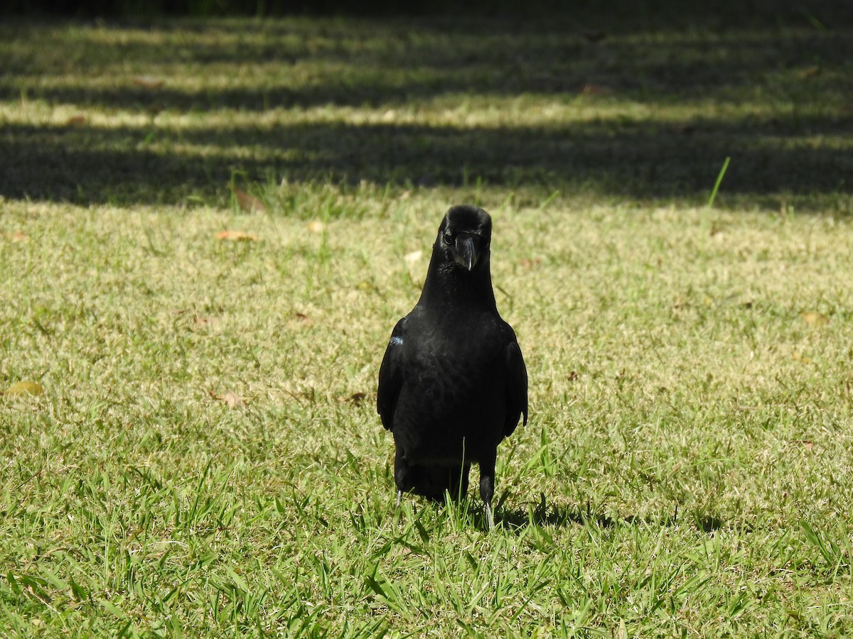 巨嘴鴉 - ML646037349