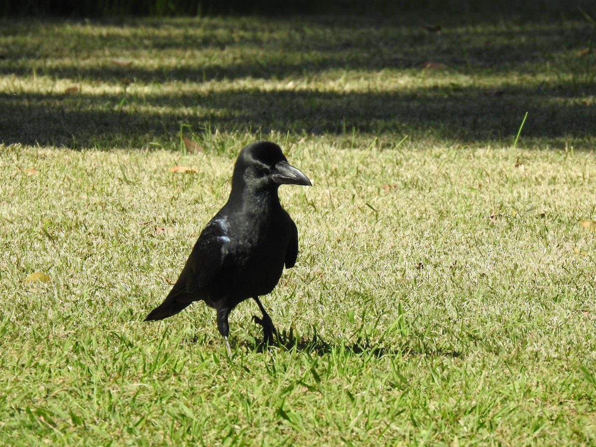 巨嘴鴉 - ML646037350