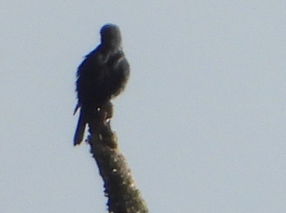 Sharpe's Starling - ML646037351
