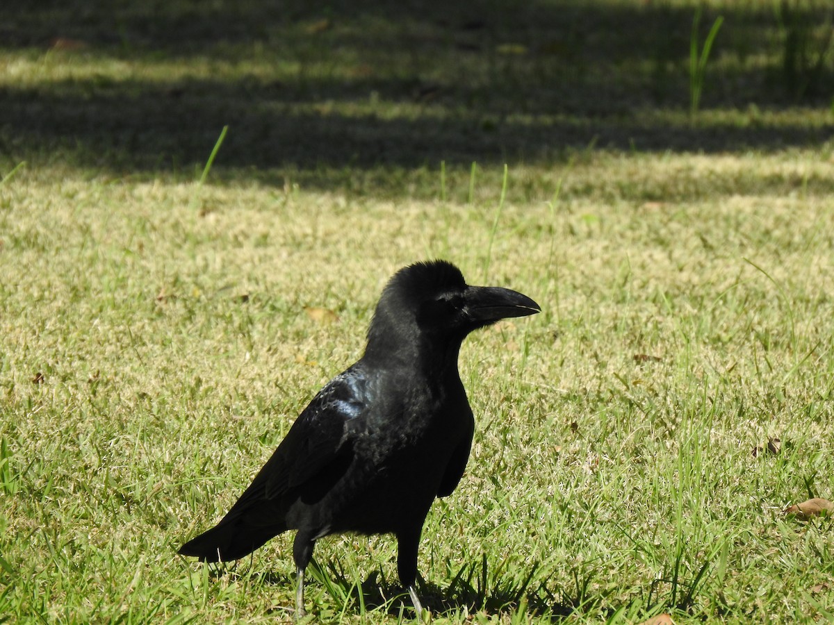 巨嘴鴉 - ML646037352