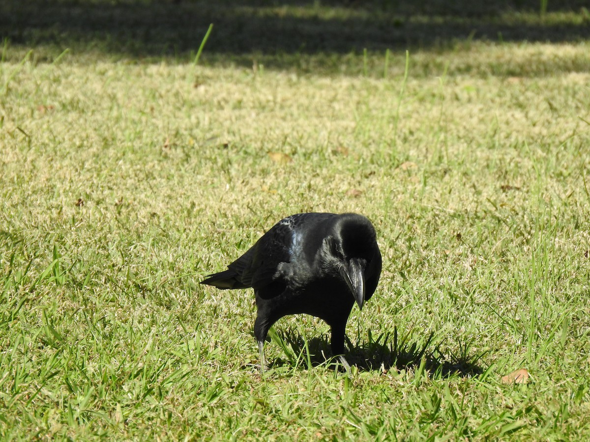 巨嘴鴉 - ML646037354