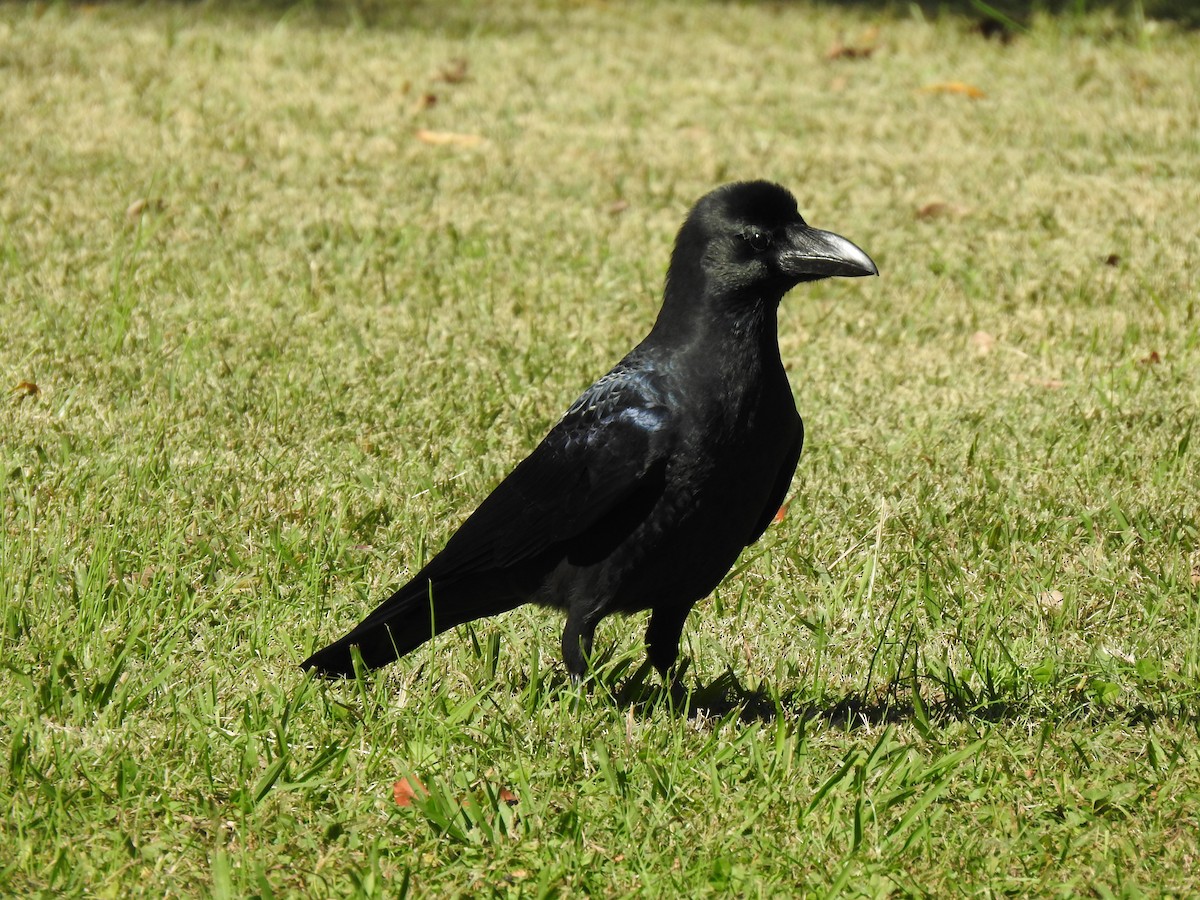 巨嘴鴉 - ML646037357