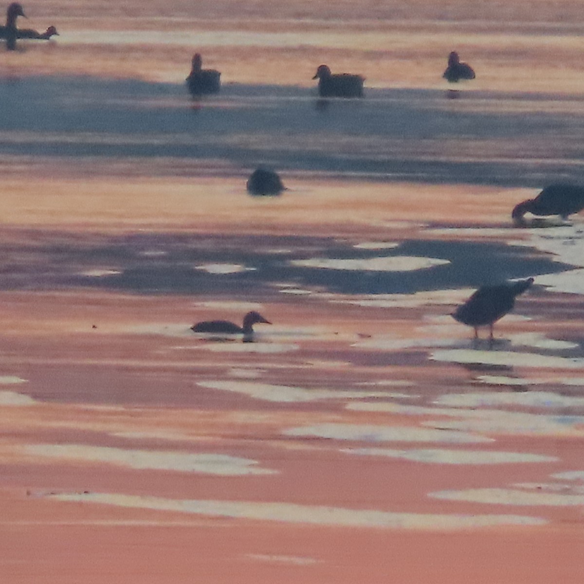 潛鴨屬 - ML646037358