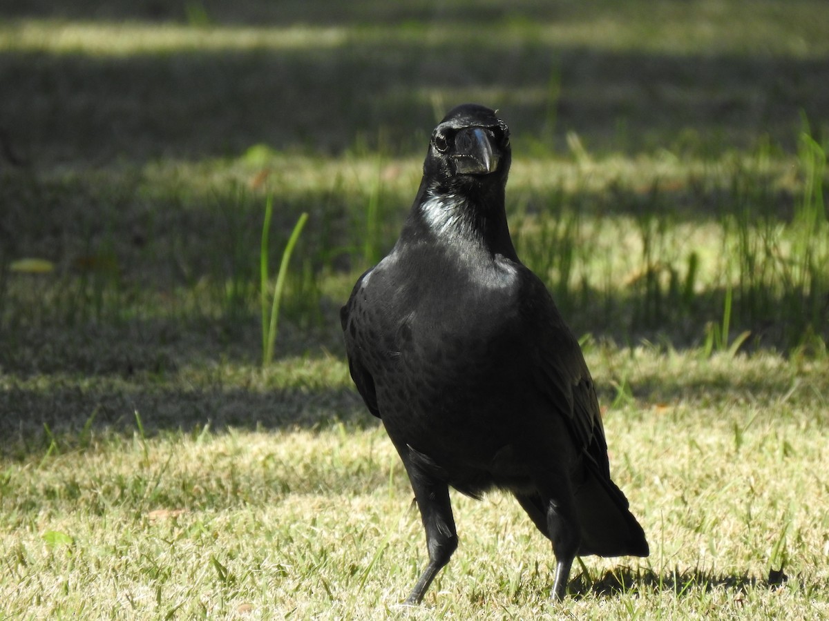 巨嘴鴉 - ML646037359