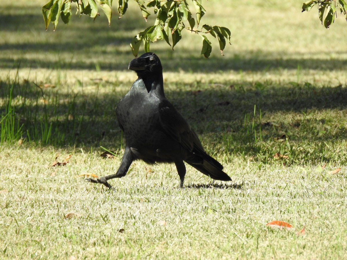 巨嘴鴉 - ML646037360