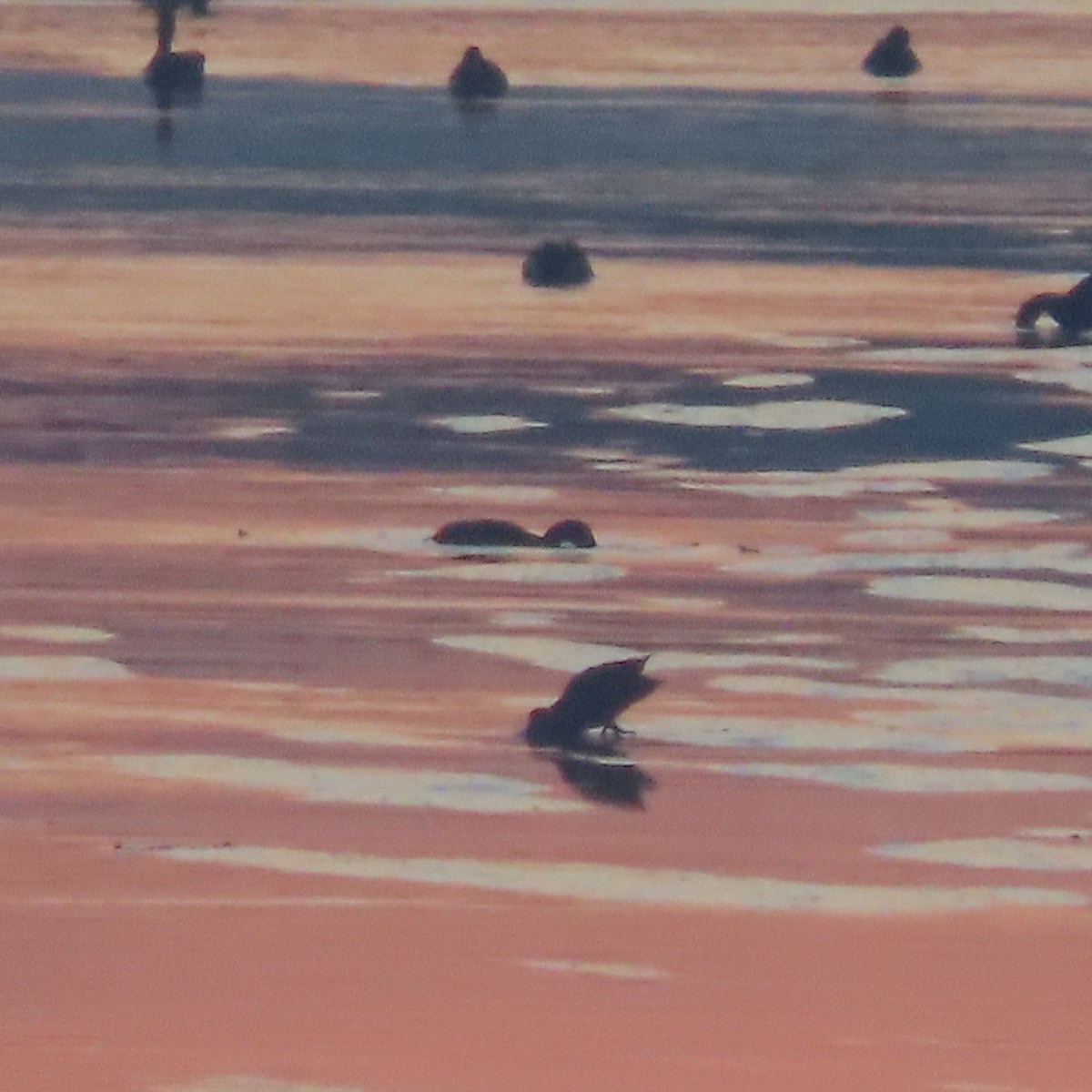 潛鴨屬 - ML646037361