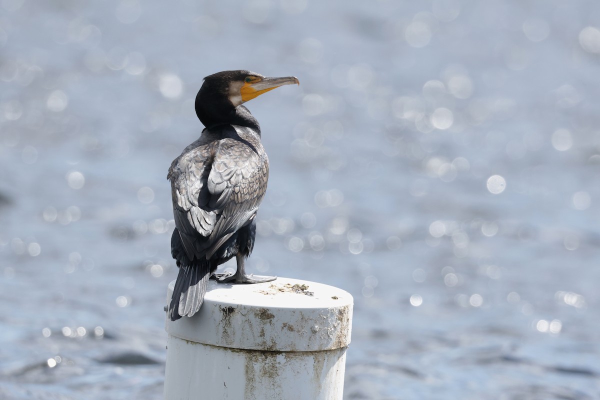 Ubarroi handia (novaehollandiae) - ML646037362