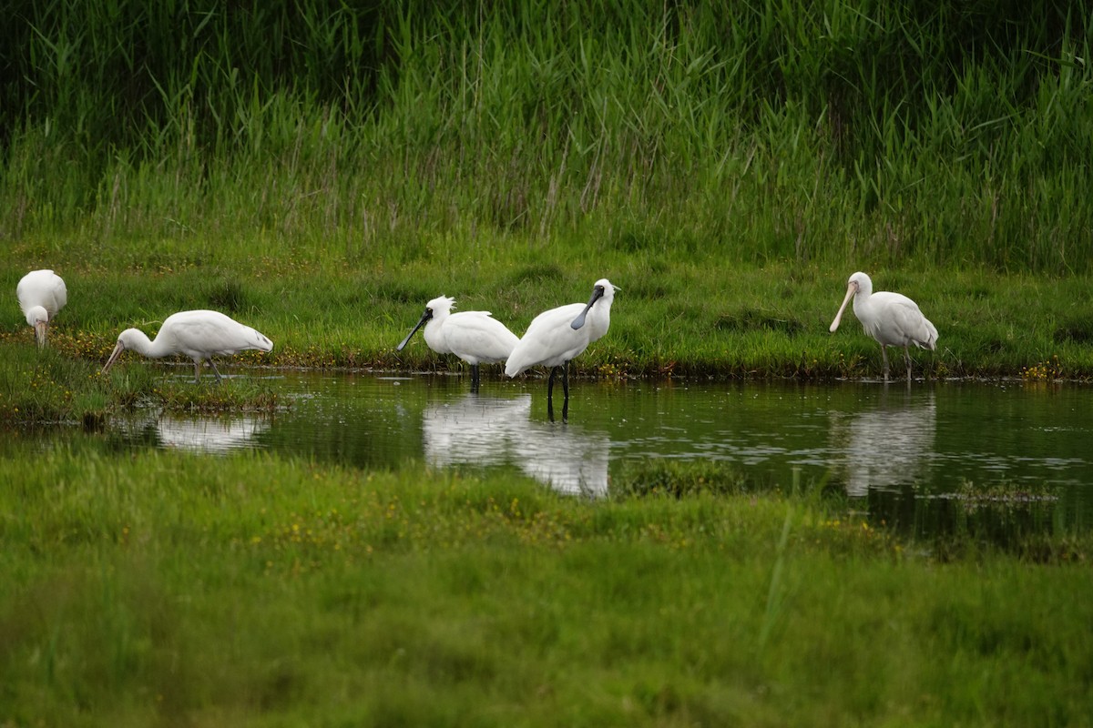 Mokozabal burubeltza - ML646037363