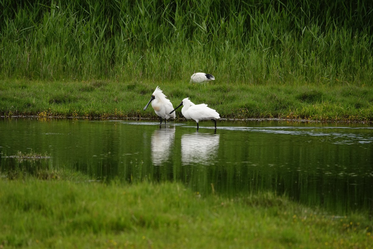 Косар королівський - ML646037364