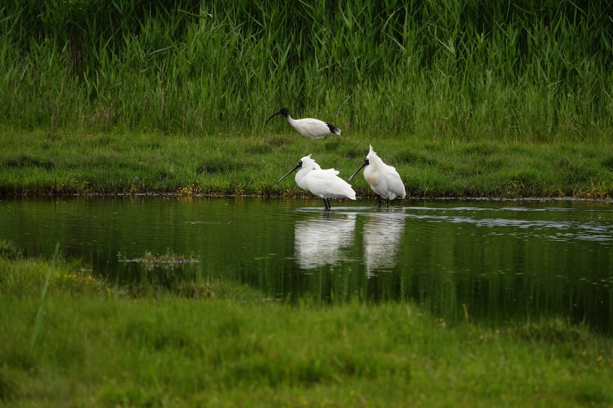 Mokozabal burubeltza - ML646037365