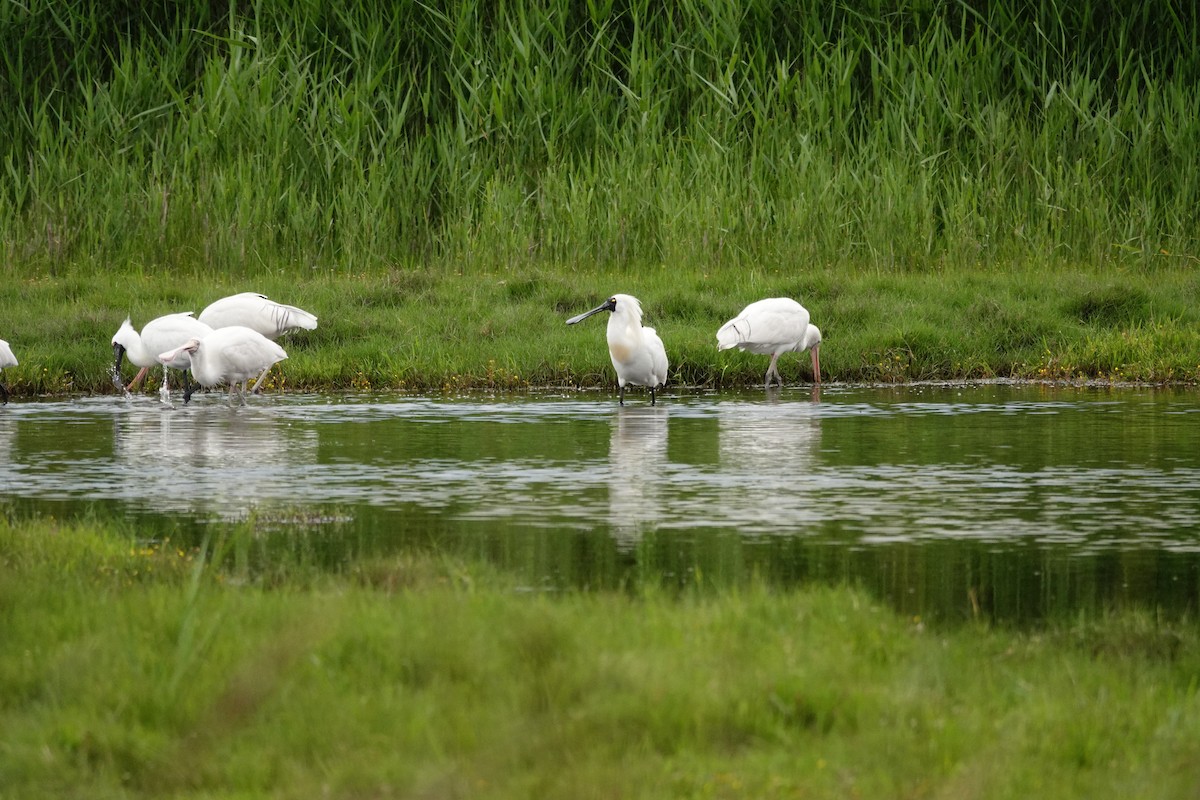 Косар королівський - ML646037366