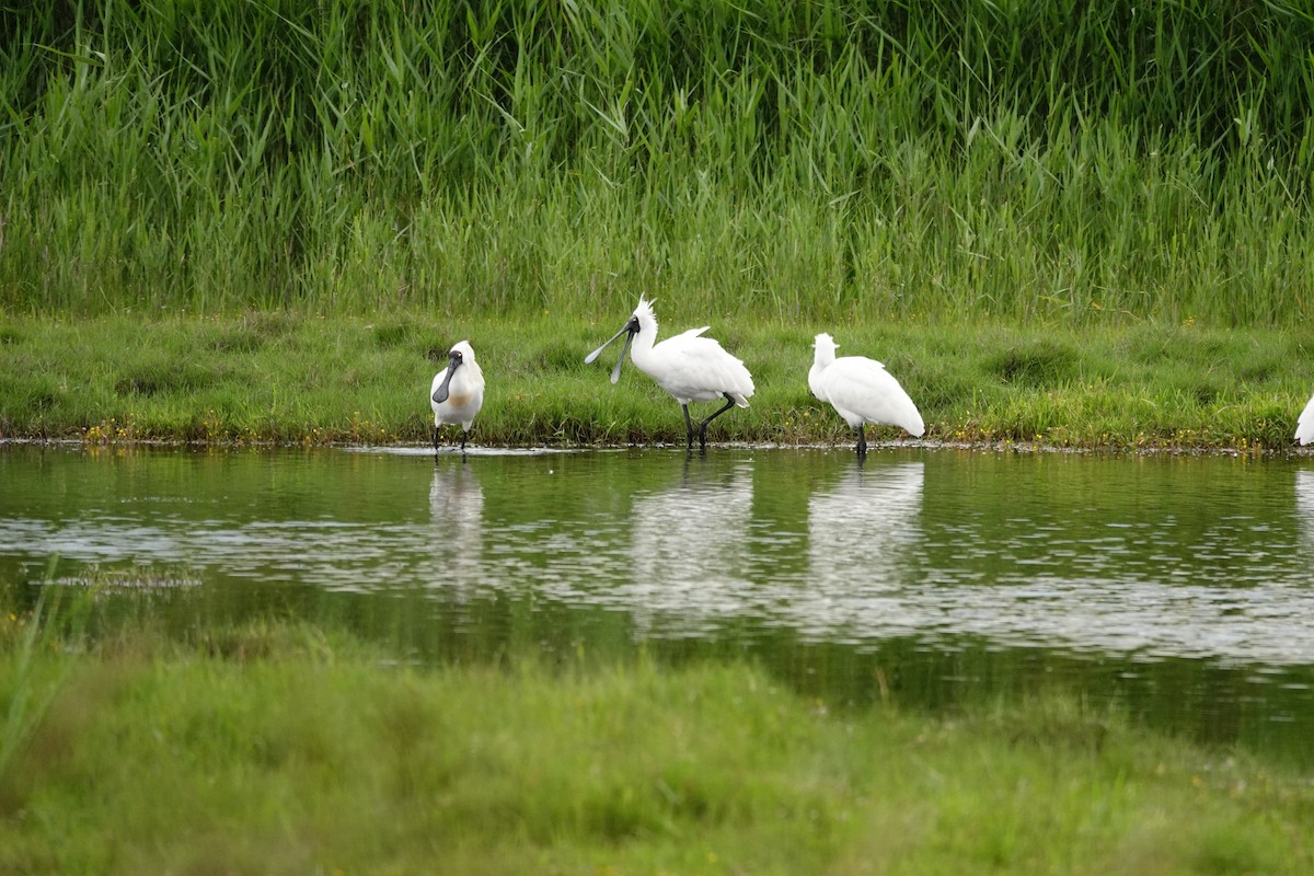 Косар королівський - ML646037367
