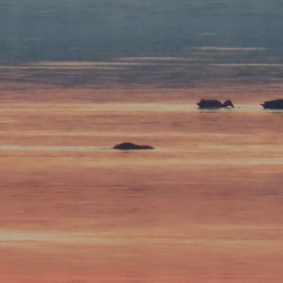 潛鴨屬 - ML646037369