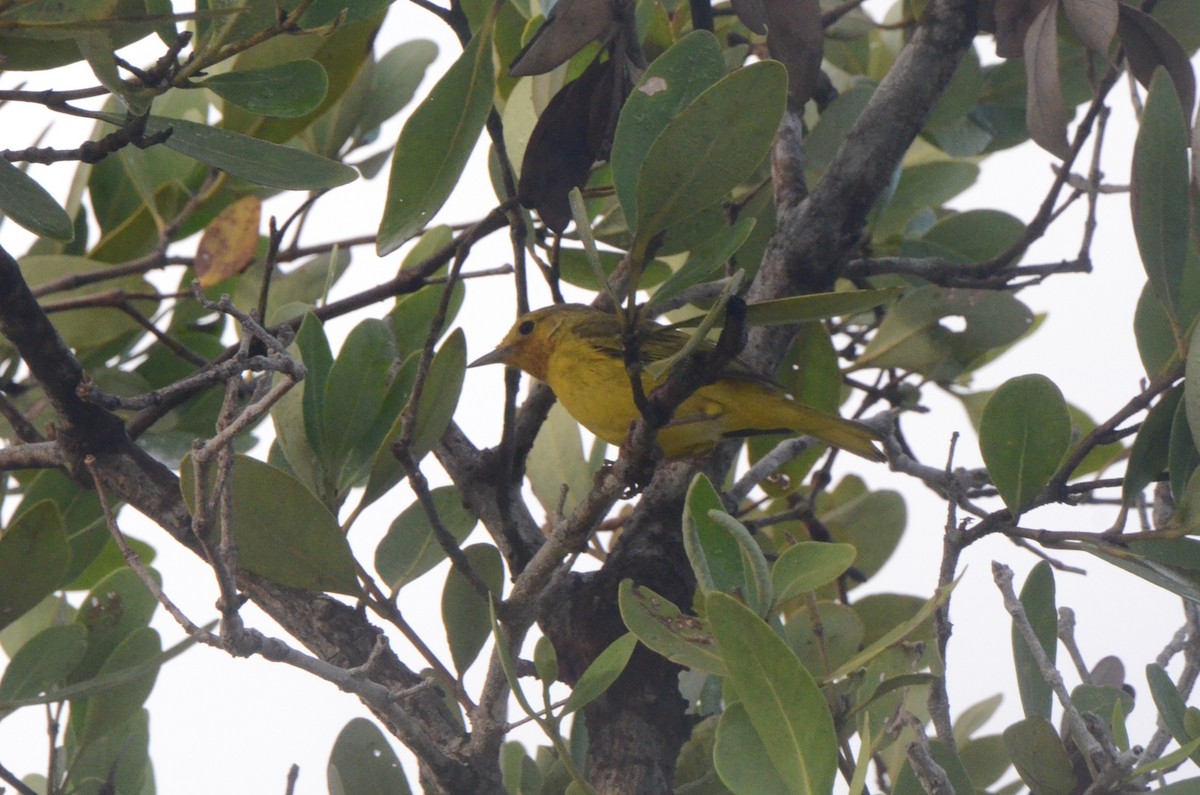 Mangrove Yellow Warbler (Mexican) - ML646037370