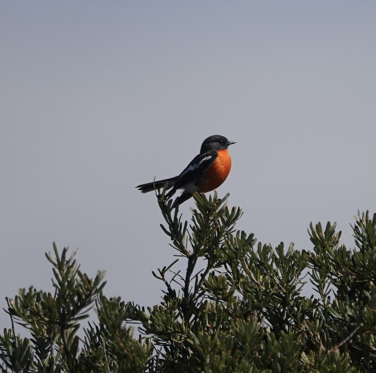 Flame Robin - ML646037371