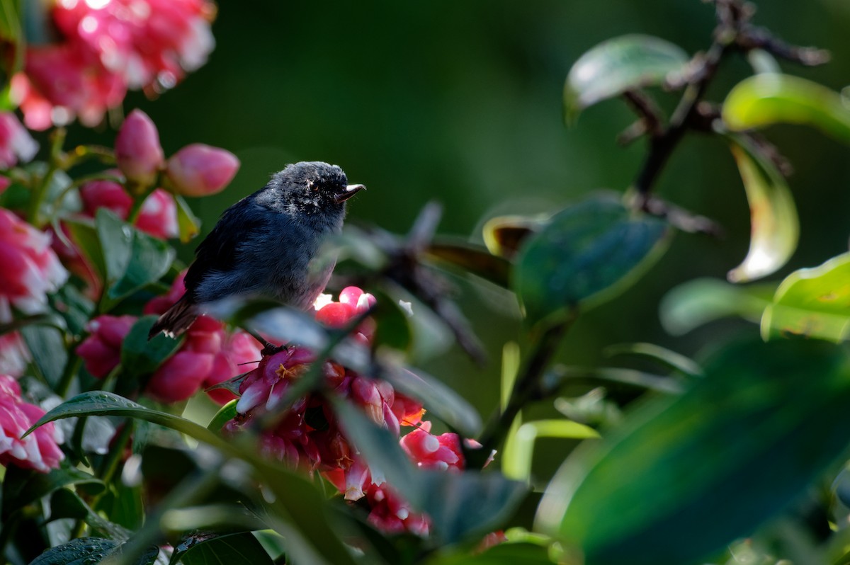 Slaty Flowerpiercer - ML646037372